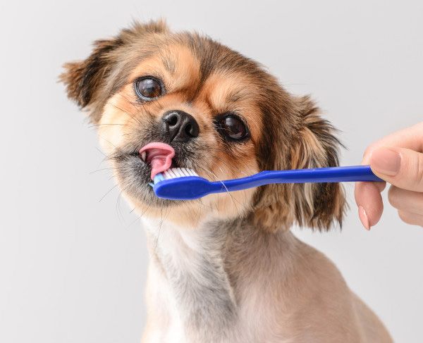 dog with toothbrush - dentistry