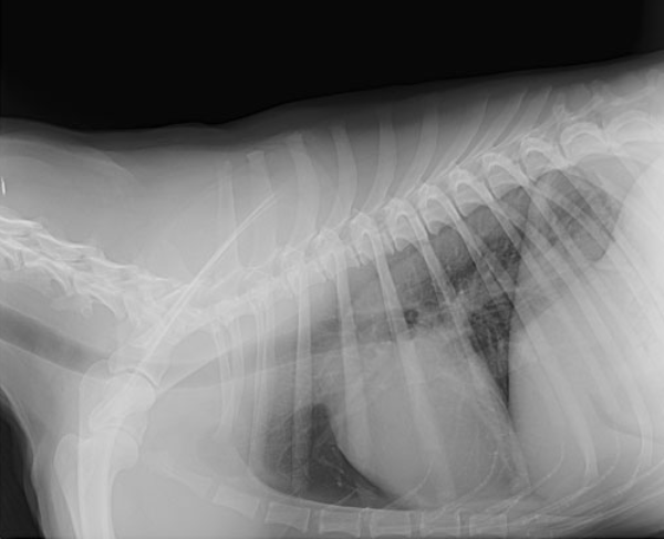 Pet X-Ray
