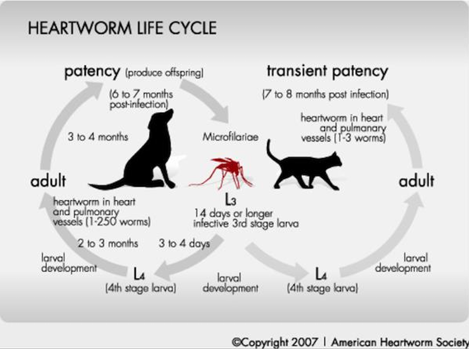 Heartworm Life Cycle